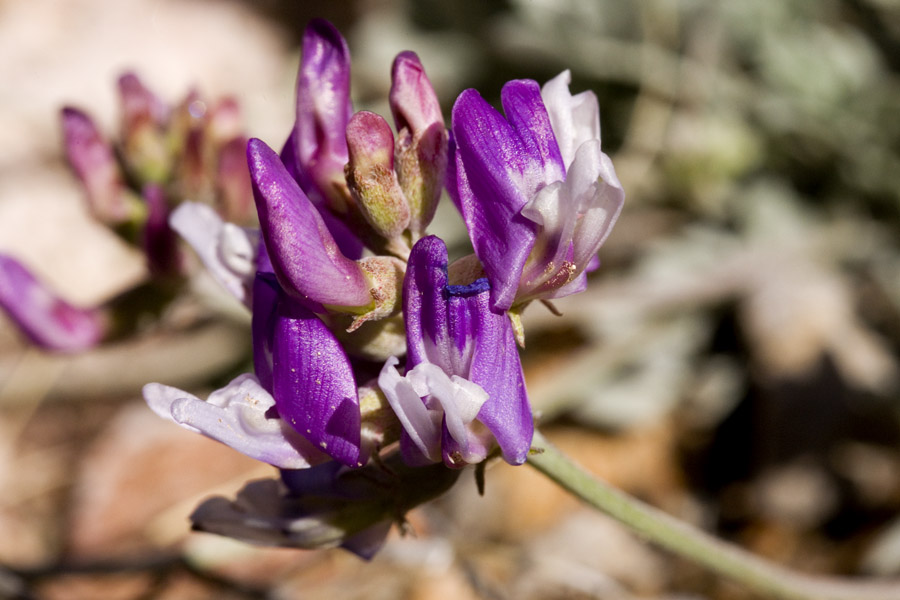 Astragalus missouriensis var. mimetes image