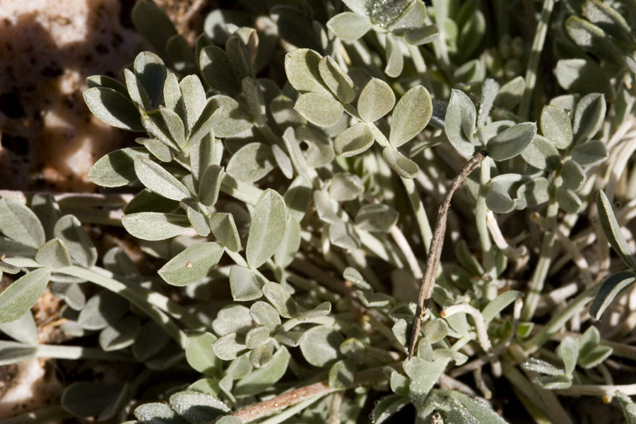 Astragalus missouriensis var. mimetes image