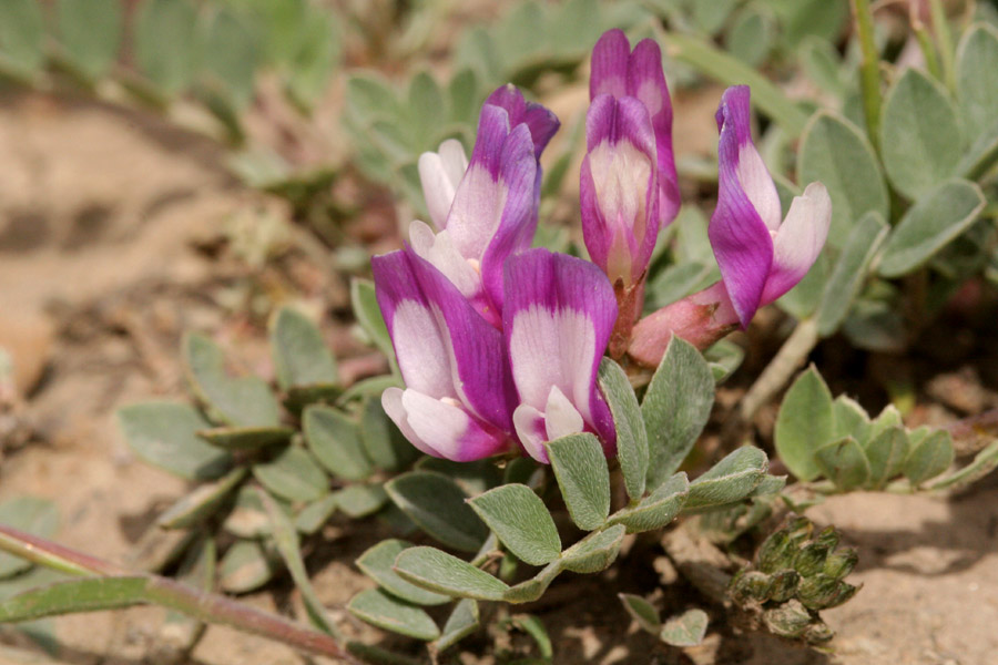 Astragalus missouriensis var. humistratus image