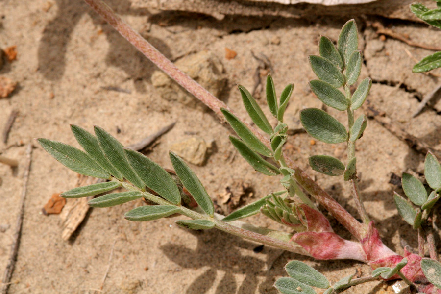 Astragalus missouriensis var. humistratus image