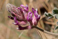 Astragalus mollissimus var. bigelovii image