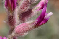 Astragalus mollissimus image