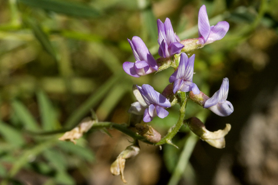 Astragalus neomexicanus image