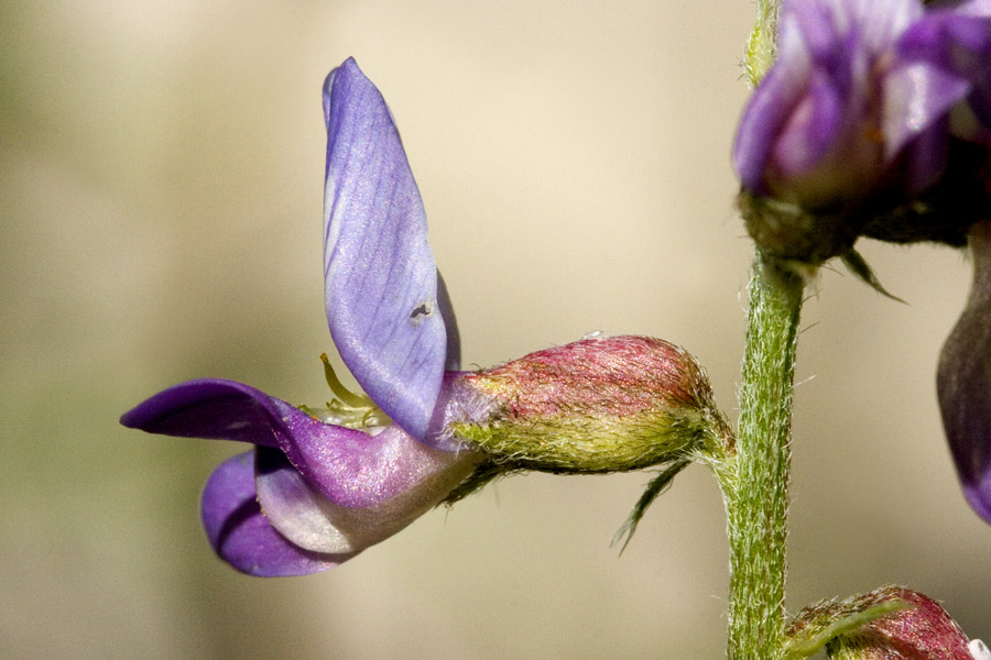 Astragalus neomexicanus image