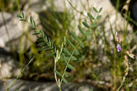 Astragalus neomexicanus image