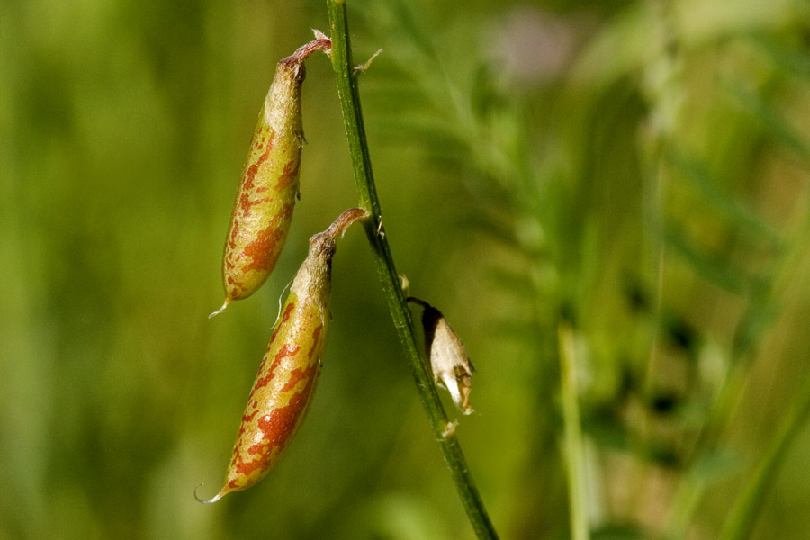 Astragalus neomexicanus image