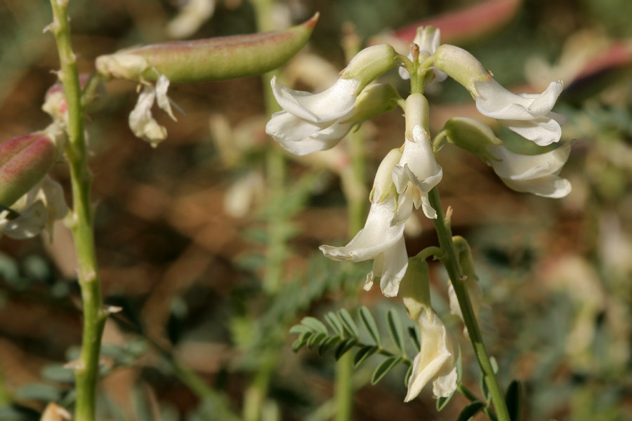 Astragalus praelongus var. ellisiae image