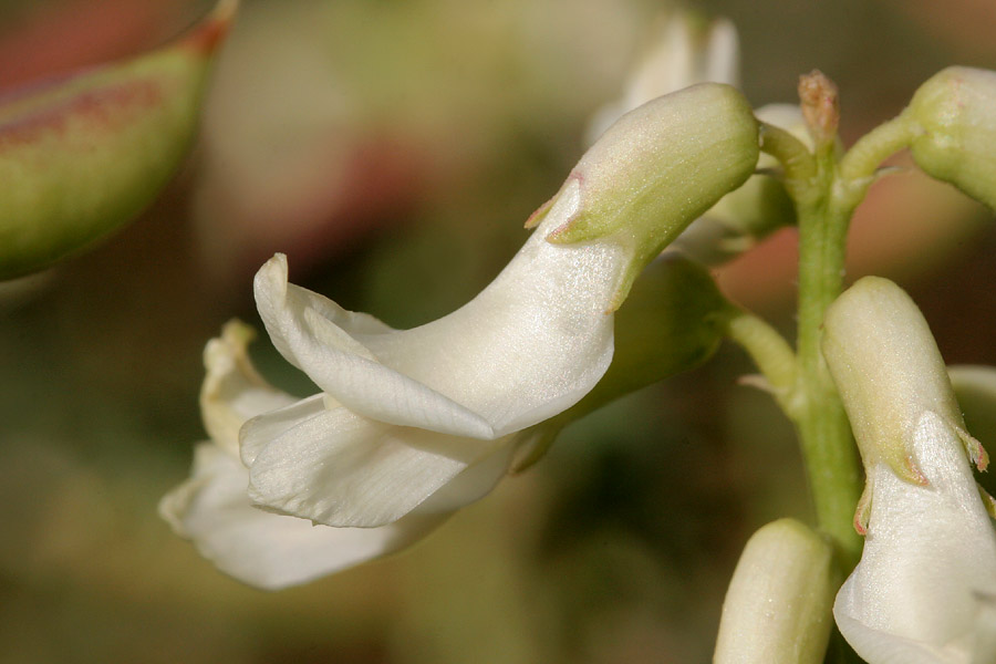 Astragalus praelongus var. ellisiae image