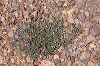 Image of Astragalus pringlei