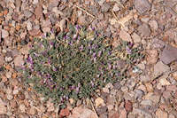 Astragalus pringlei image