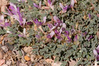 Astragalus pringlei image