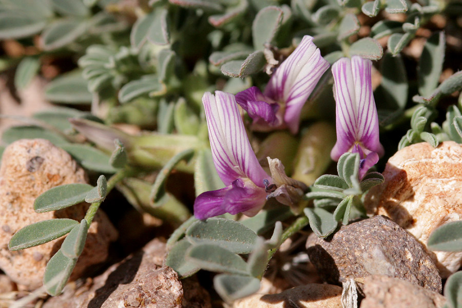 Astragalus pringlei image