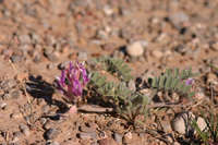 Astragalus tephrodes image