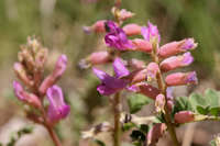 Astragalus tephrodes image