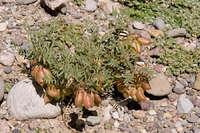 Image of Astragalus wootonii