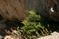 Athyrium alpestre image