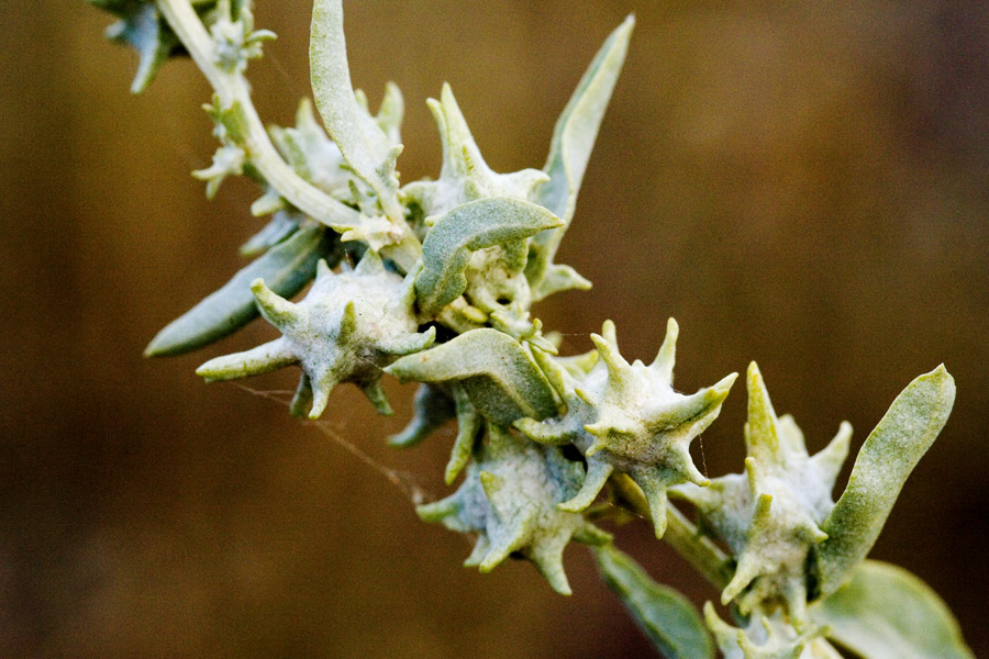 Atriplex acanthocarpa image