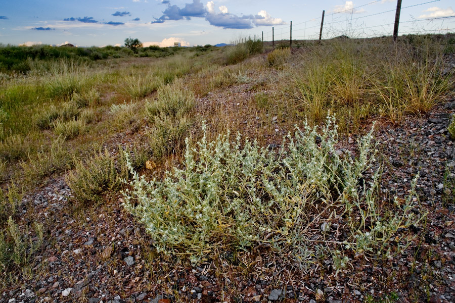 Atriplex acanthocarpa image