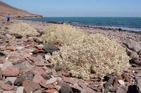 Atriplex hymenelytra image