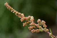 Atriplex wrightii image