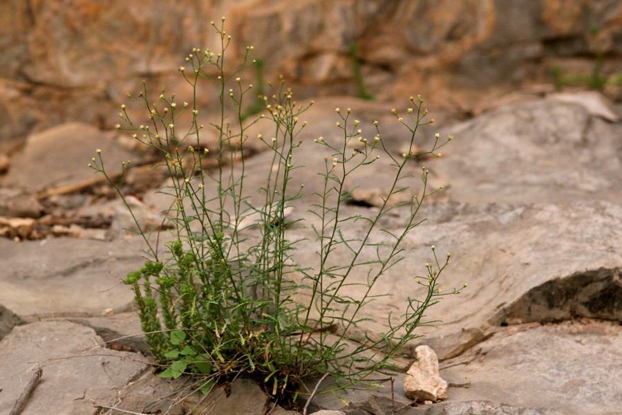 Baccharis havardii image