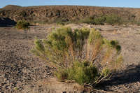 Baccharis sarothroides image