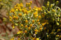 Image of Barkleyanthus salicifolius