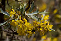 Alloberberis trifoliolata image