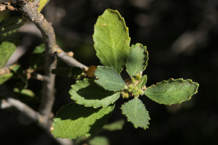 Bernardia obovata image