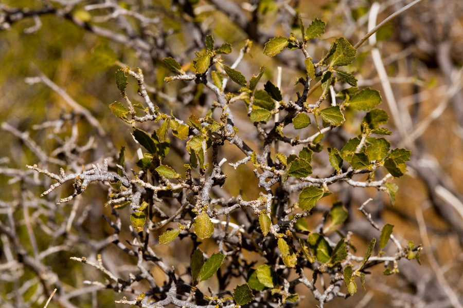 Bernardia obovata image