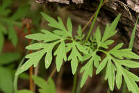 Bidens leptocephala image