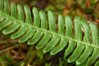 Blechnum spicant image