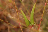 Boerhavia lateriflora image