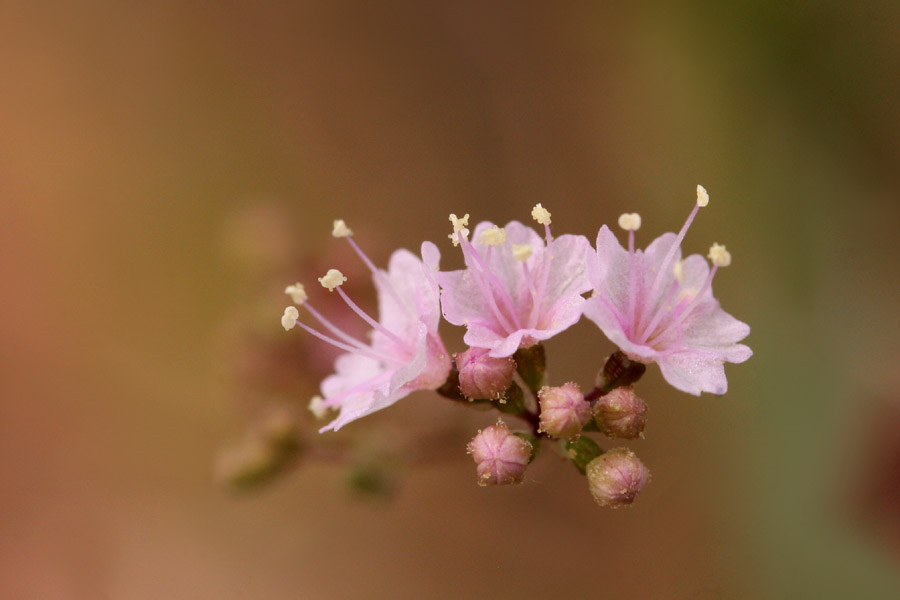 Boerhavia lateriflora image