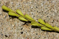 Boerhavia coulteri var. palmeri image