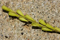 Boerhavia coulteri image