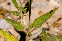 Boerhavia wrightii image