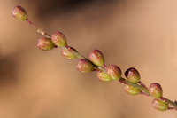 Boerhavia xanti image