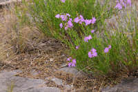 Image of Bouchea linifolia