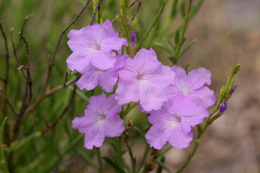 Bouchea linifolia image