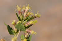 Brickellia californica image