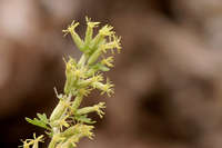 Image of Brickellia laciniata