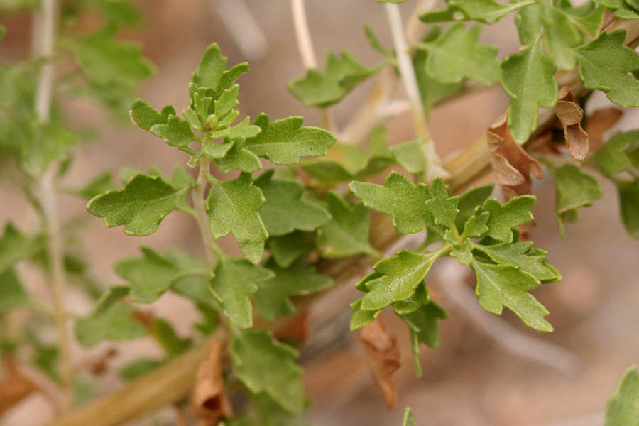 Brickellia laciniata image