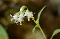 Brickelliastrum fendleri image