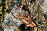 Crocidium multicaule image