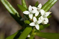 Image of Crusea diversifolia