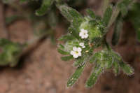 Eremocarya micrantha image