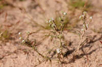 Cryptantha gracilis image