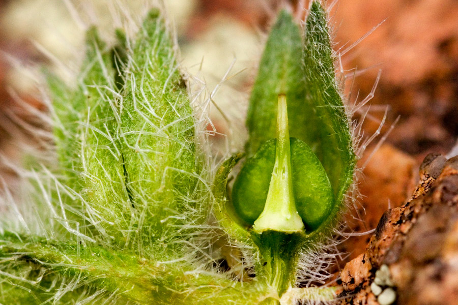 Oreocarya virgata image