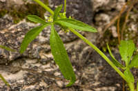 Cyclanthera dissecta image